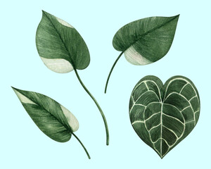 Tropical collection of hand drawn elements: Anthurium Clarinervium and Philodendron Leaves isolated on a Blue Background. Good for post cards, stickers, fabric and textile, print and invitations. © christina kostiv