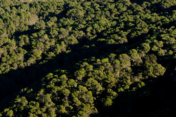 Pinos de halepo.Es Mercadal.Menorca.Balearic islands.Spain.