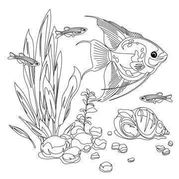Vector aquarium. Exotic fish with water, seaweed, shell. Linear cartoon pet for your design. Illustration of underwater life for antistress coloring book. 
