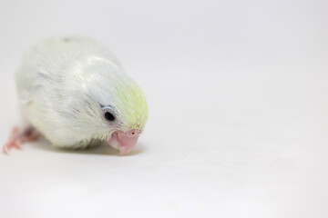 Selective focus of forpus parrotlet newborn bird studio shot on white background