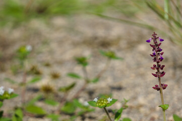 Wild plants with a subtle blur background, suitable for use as wallpaper or graphic resources, quotes and others