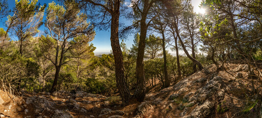 Wandern im Wald auf Mallorca