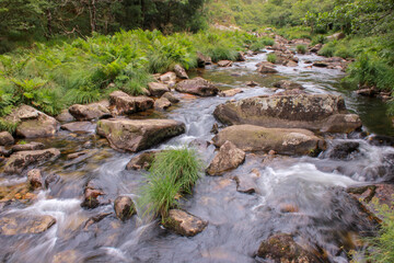small river in the forest