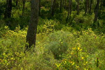 Fototapeta premium Pinar de S' Albufera.Bahia de Fornells.Menorca.Reserva de la Bioesfera.Illes Balears.España.