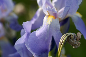 Purple irises close-up in the garden © Olga Tkacheva