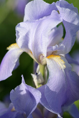 Purple irises close-up in the garden © Olga Tkacheva