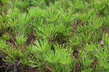 green leaves on a tree