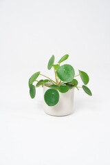 Peperomium - shaped pilea on a white background