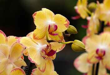 Blooming phalaenopsis orchid in a greenhouse