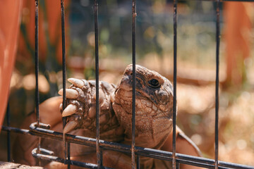 a tortoise in a cage in summer