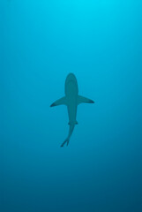 Shark swims over viewer in blue water 