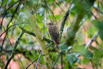 The common redstart female (Phoenicurus phoenicurus) portrait. The bird is shot on a branch against a blurred background. Close-up photo for identification