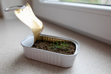 reuse cannded jar for germinate seed of dill near window at home, on windowsill