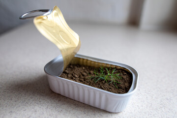 reuse cannded jar for germinate seed of dill near window at home, on windowsill