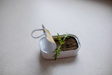 reuse cannded jar for germinate seed of arugula near window at home, on windowsill