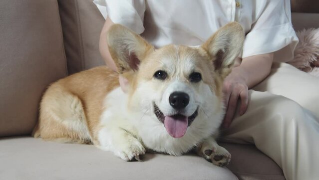 A woman is sitting on a sofa with a dog, petting and scratching it. Corgi, as if smiling. The animal has large ears, a hanging tongue and beady black eyes
