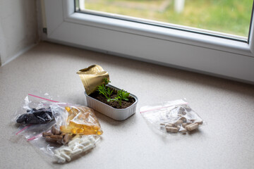 reuse cannded jar for germinate seed of parsley near window at home, on windowsill