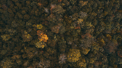 Aerial top view forest tree, Rainforest ecosystem and healthy environment concept and background, Texture of green tree forest view from above.