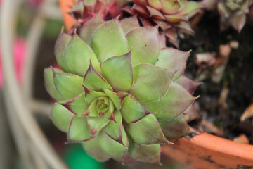 Hens and chicks