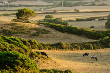 Fototapeta premium Vacas frisonas, finca Santa Cecilia, Ferreries, Menorca, Islas Baleares, españa, europa