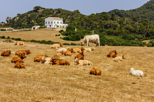 ganado para carne, Alaior, Menorca, Islas Baleares, espa&ntilde;a, europa