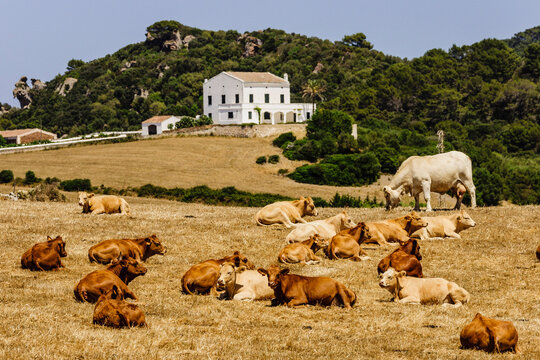 ganado para carne, Alaior, Menorca, Islas Baleares, españa, europa