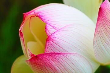 pink water lily closeup