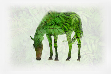 a horse close-up on a white background. Double exposure. Green leaves