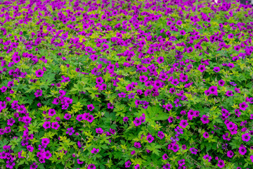 Selective focus of violet Geranium psilostemon flower in the garden, The wild geranium is a...