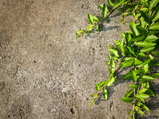 Image of grunge concrete wall with the foreground of green leaves. The natural background, natural material concept, presentation background concept.