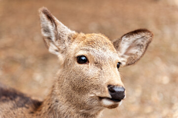 Fototapeta premium Close-up of a Deer walking in Nara park, Japan.