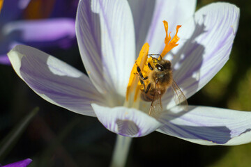 Brown honey bee, Apis mellifera, on the stamens of a purple crocus flower in springtime, close-up...