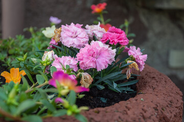 blooming flowers in a flower pot in summer