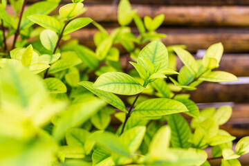 Background of greenery leaves with small leaves and patterns.
