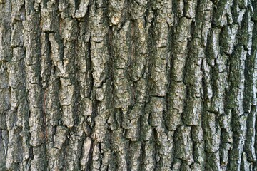 oak bark texture
