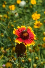 Indian blanket flower in the park