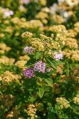 summer flowers in the flower bed