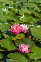 Lotus flower in water