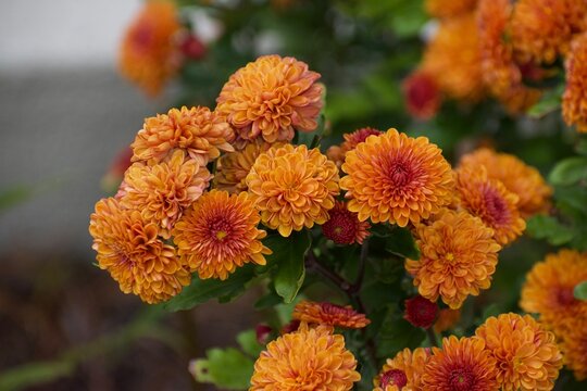 Orange Mums