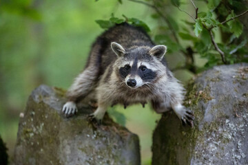 weiblicher Waschbär im Bergpark Kassel - Bad Wilhelmshöhe