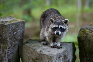 weiblicher Waschbär im Bergpark Kassel - Bad Wilhelmshöhe