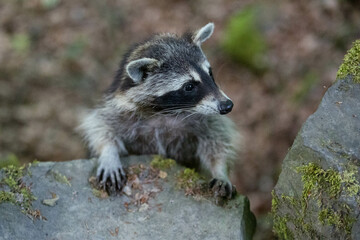 weiblicher Waschbär im Bergpark Kassel - Bad Wilhelmshöhe