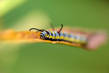Chenille sur une feuille
