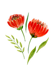 Red flowers and green herbs. Watercolor illustration isolates on white background.