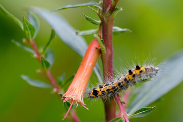 Chenille sur une feuille