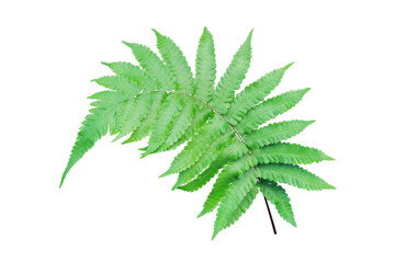 Fern Leaf Isolated on White Background with Clipping Path