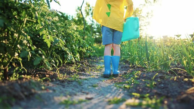View back baby boy walks along rural country road through field in rubber boots and raincoat with watering can for plants and growing agricultural products. Child cute farmer in dinosaur costume.