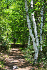 乗鞍高原・さわやかな6月の風に吹かれて、白樺の木立の中の小径を散策