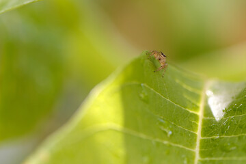 Araigne sauteuse en chasse