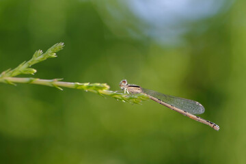 La libellule